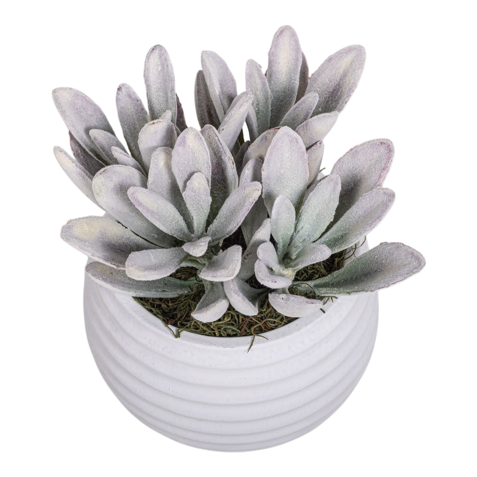 5" Zay Pot with Succulent Arrangement AR1291