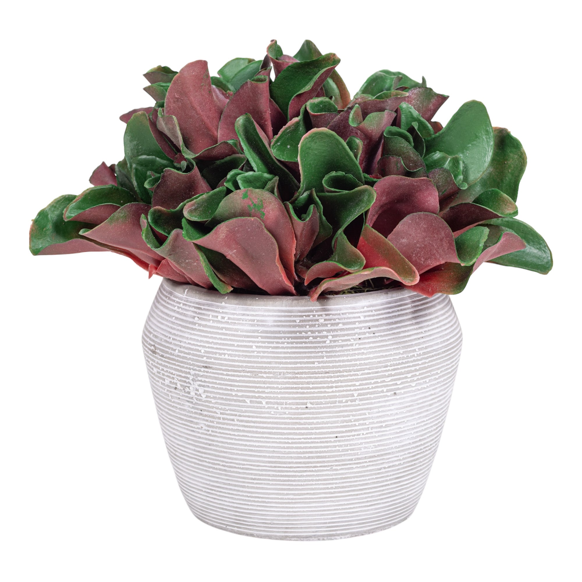 6" Grayson Pot with Succulent Arrangement AR1292