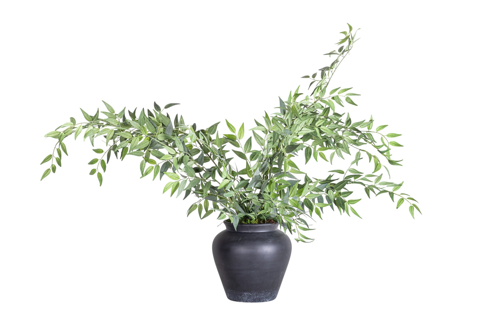10" O'neil Pot with Ruscus Arrangement AR1295