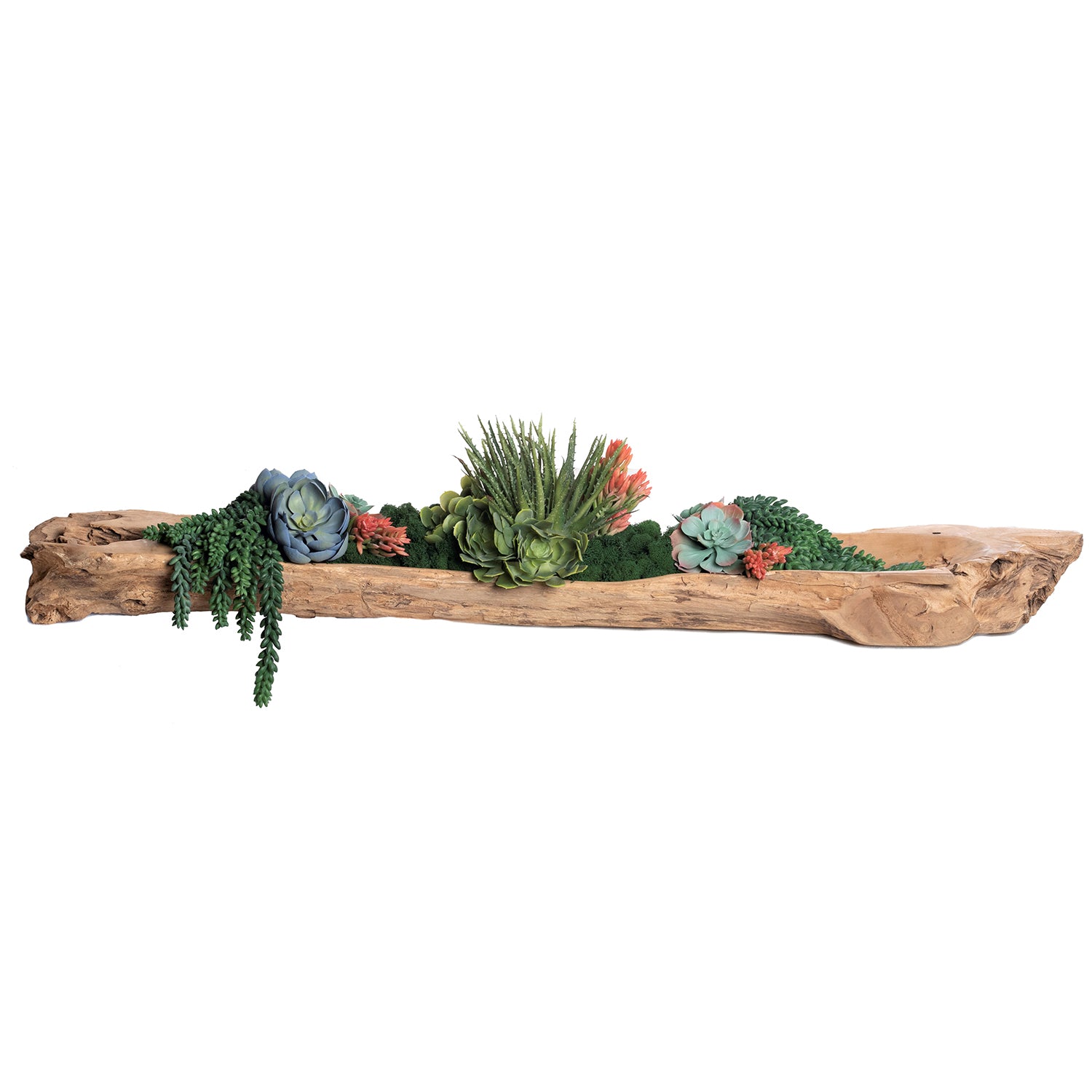 51.5” Kapal Trough with Succulent Arrangement AR1299