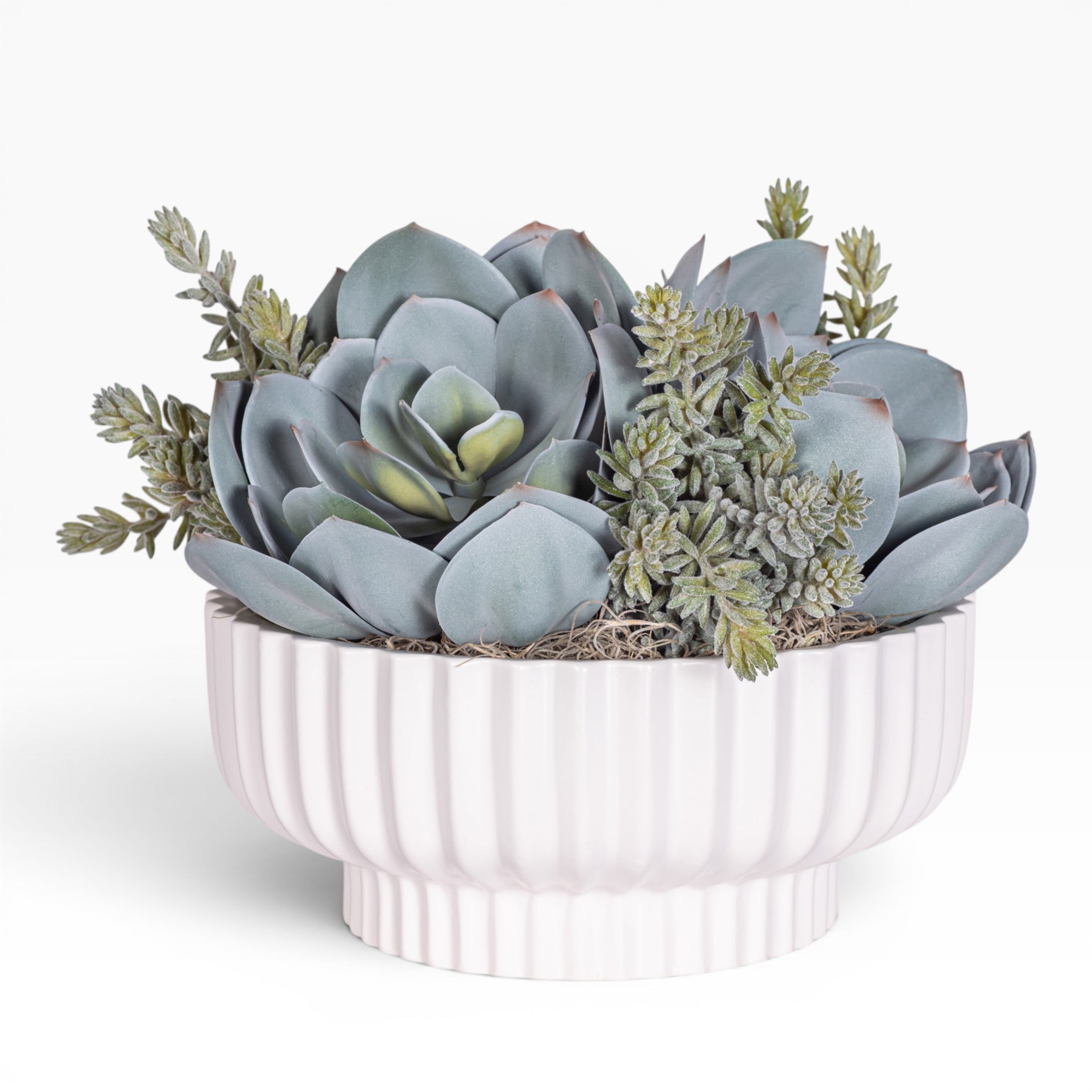 12" Wally Pot with Mixed Succulent Arrangement