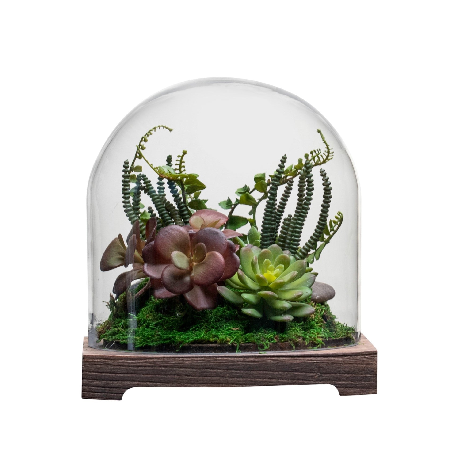 9" Cabo Terrarium with Succulent Arrangement   AR1339