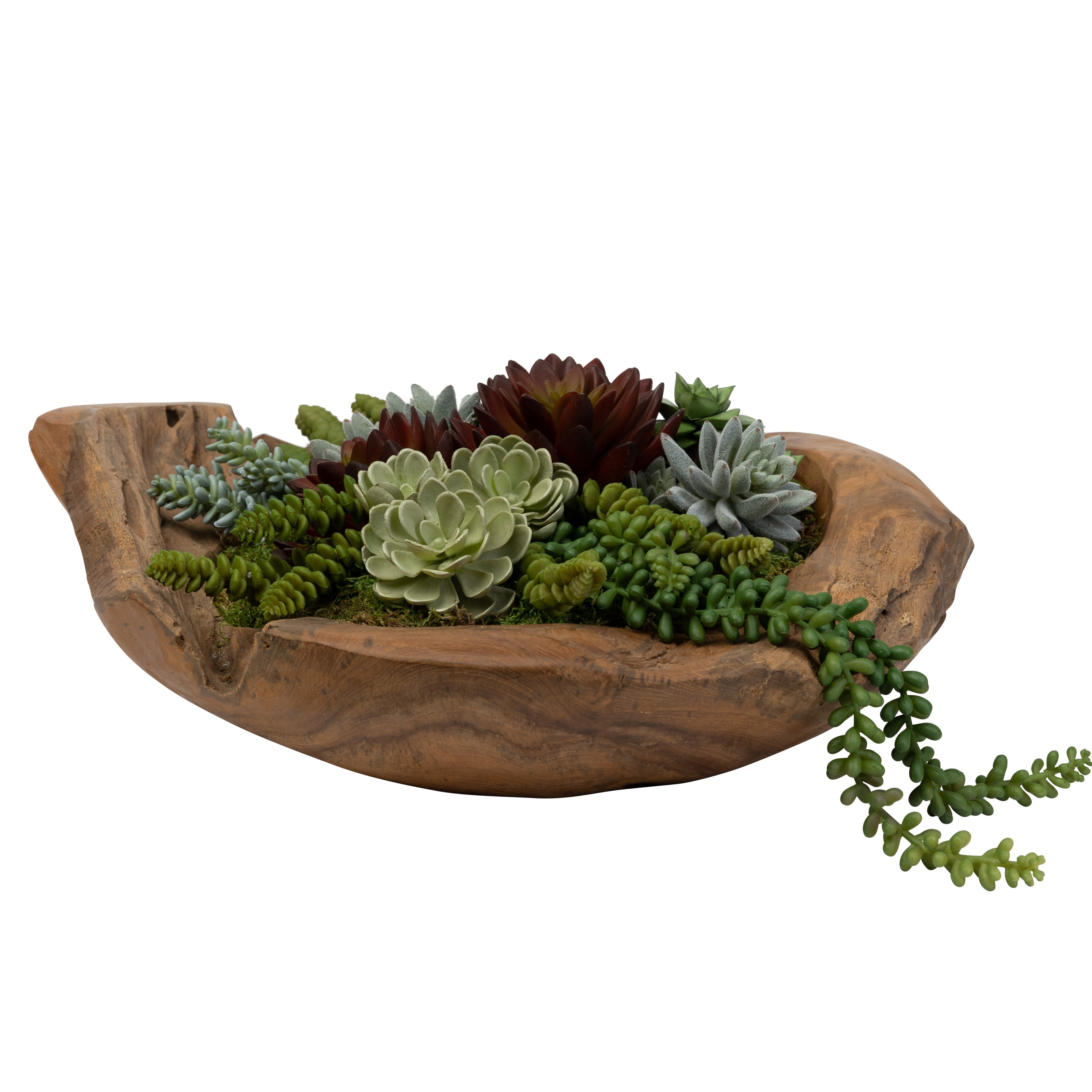 20" Java Teak Wood Bowl with Succulent Arrangement   AR1431