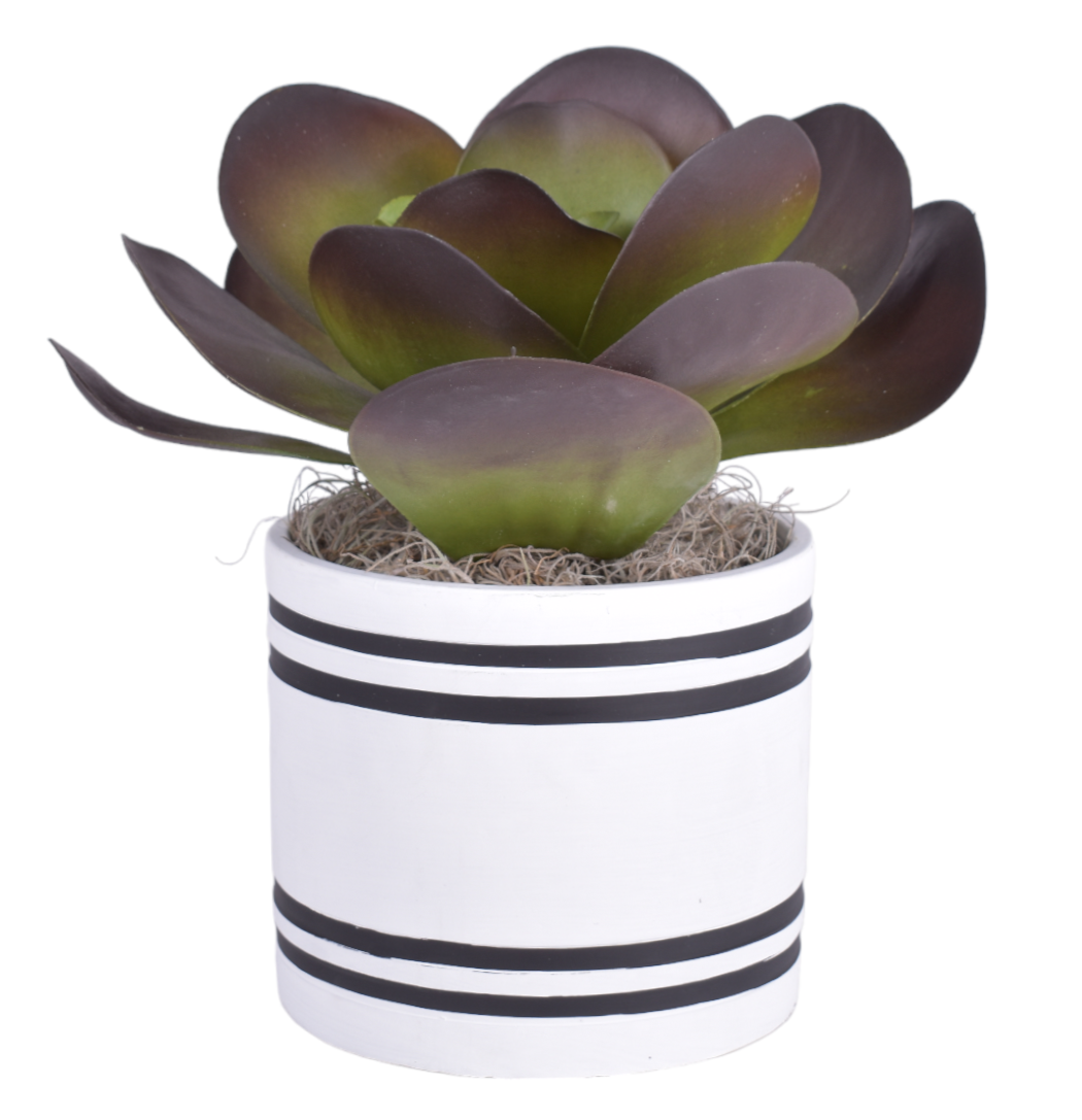 8" Mocha Pot with Succulent Arrangement   AR1511