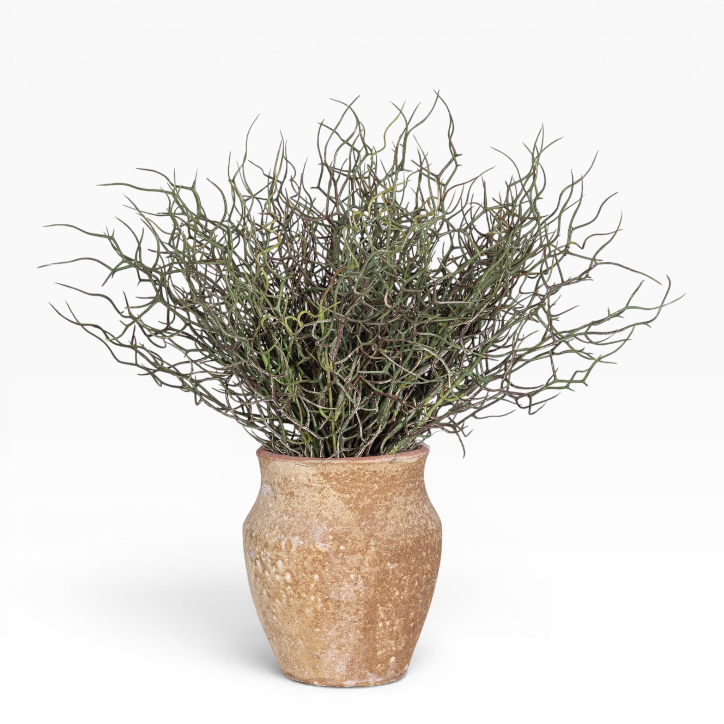 6" Titan Pot with Grass Arrangement