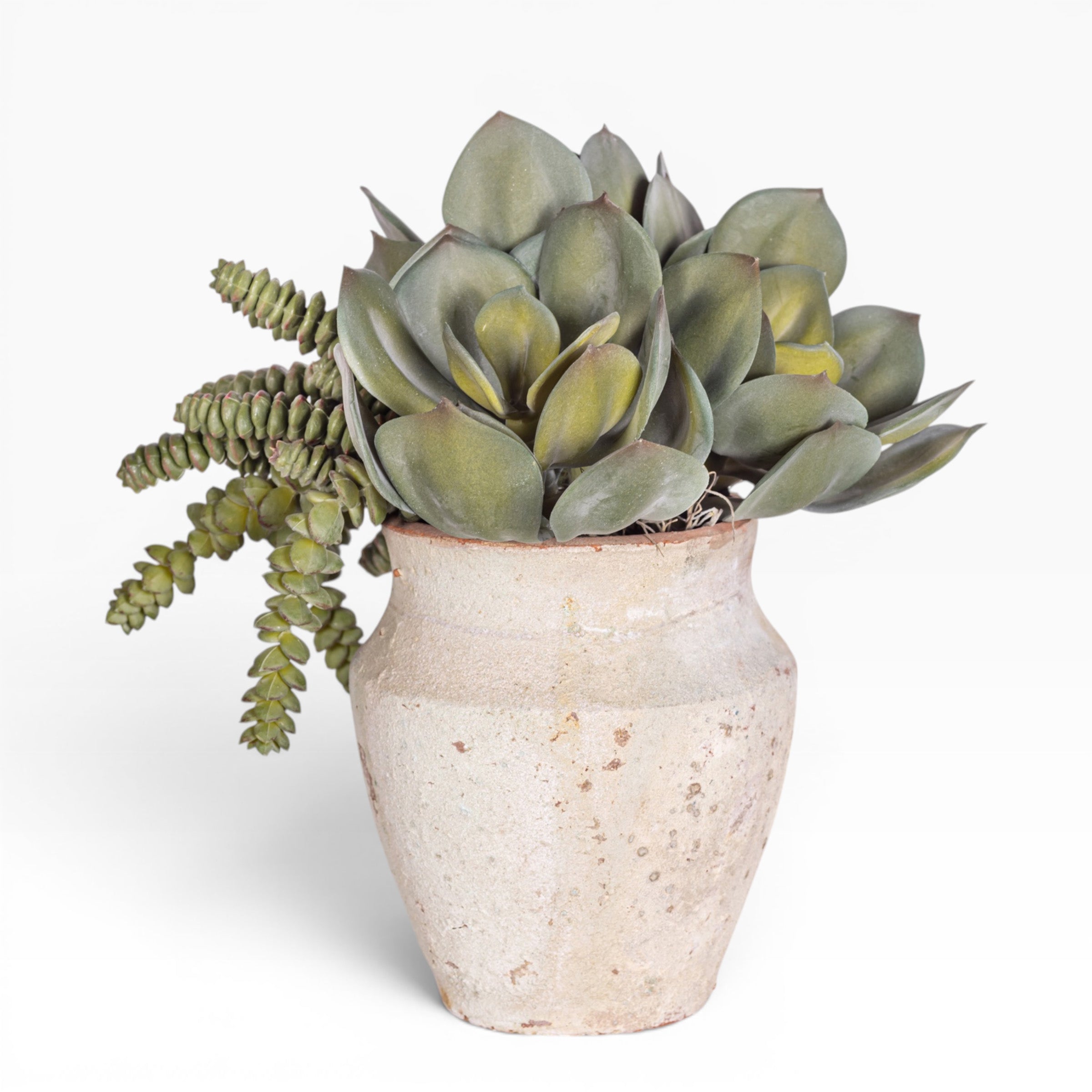 6" Titan Pot with Mixed Succulent Arrangement