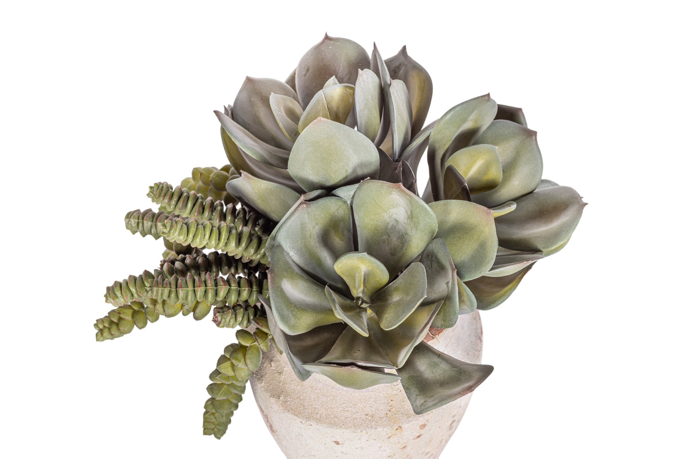 6" Titan Pot with Mixed Succulent Arrangement