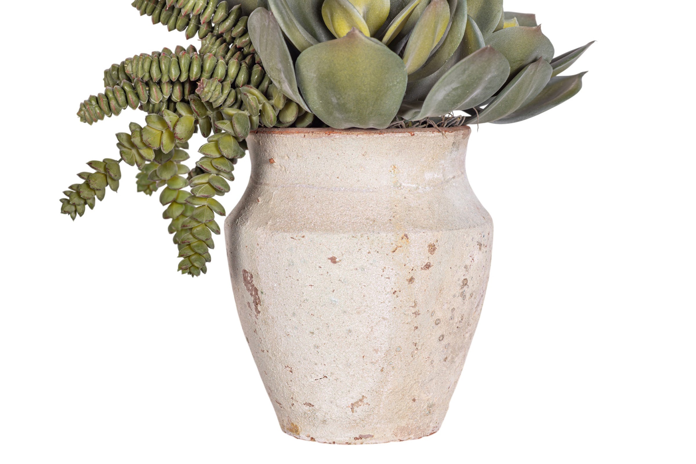 6" Titan Pot with Mixed Succulent Arrangement