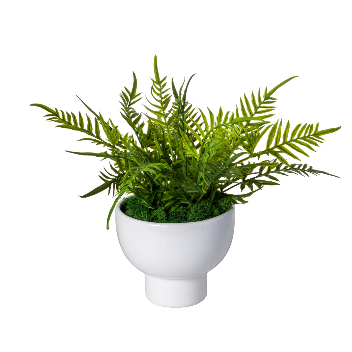 6.5" Orion Pot with Fern Arrangement   AR1527