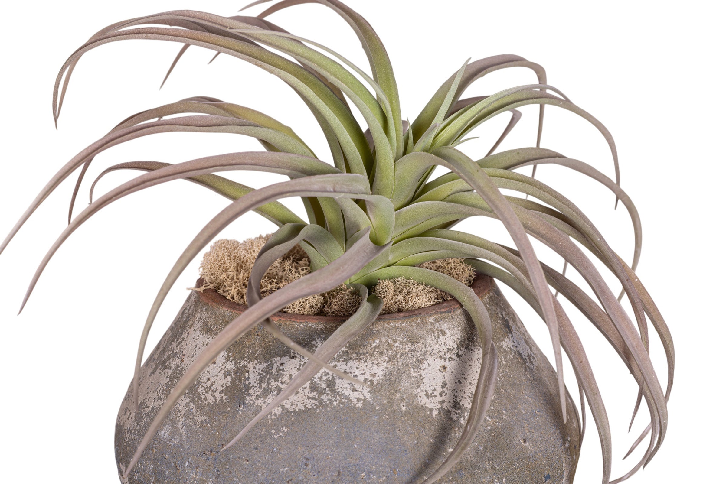 7" Bodie Pot with Airplant Arrangement