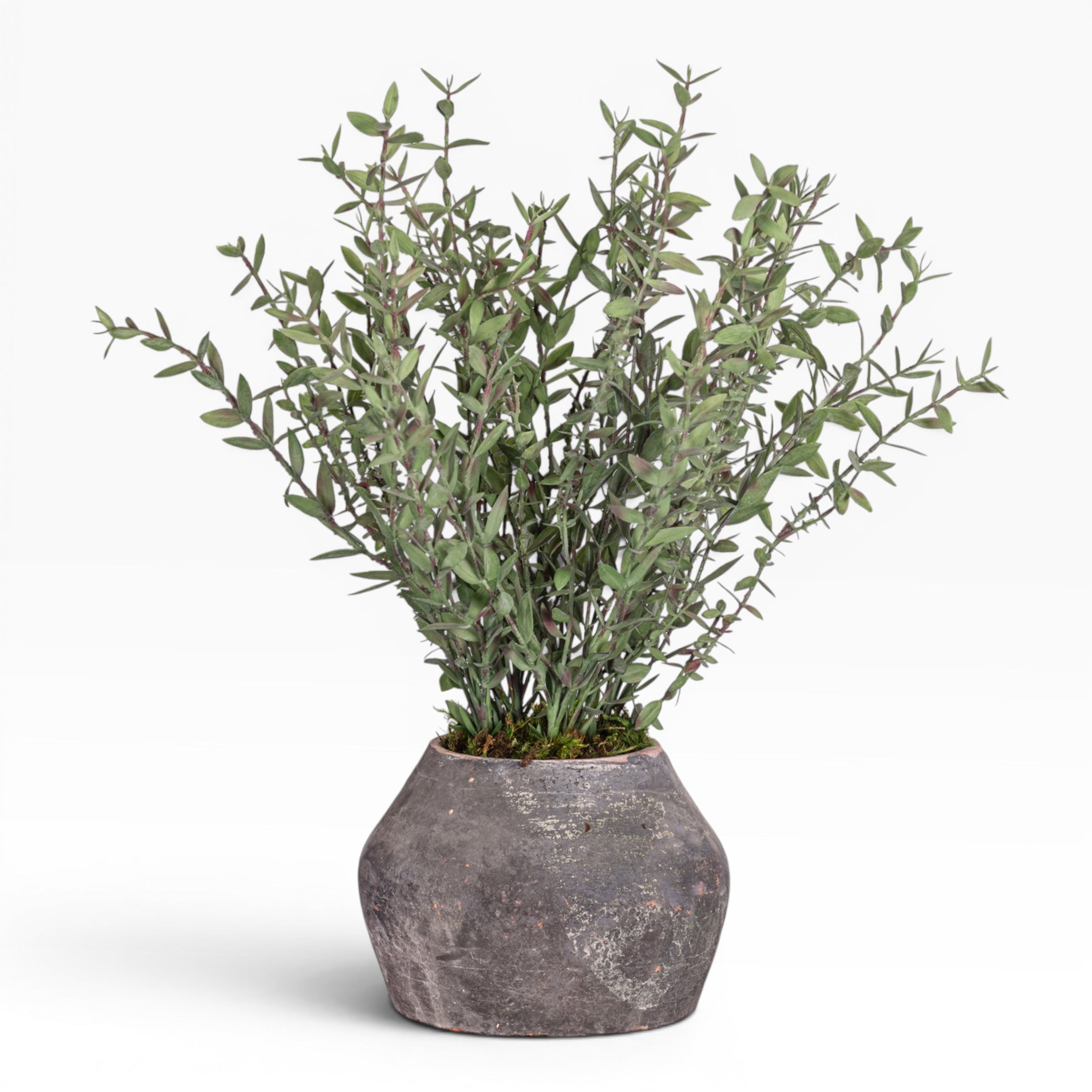 7" Bodie Pot with Greenery Arrangement