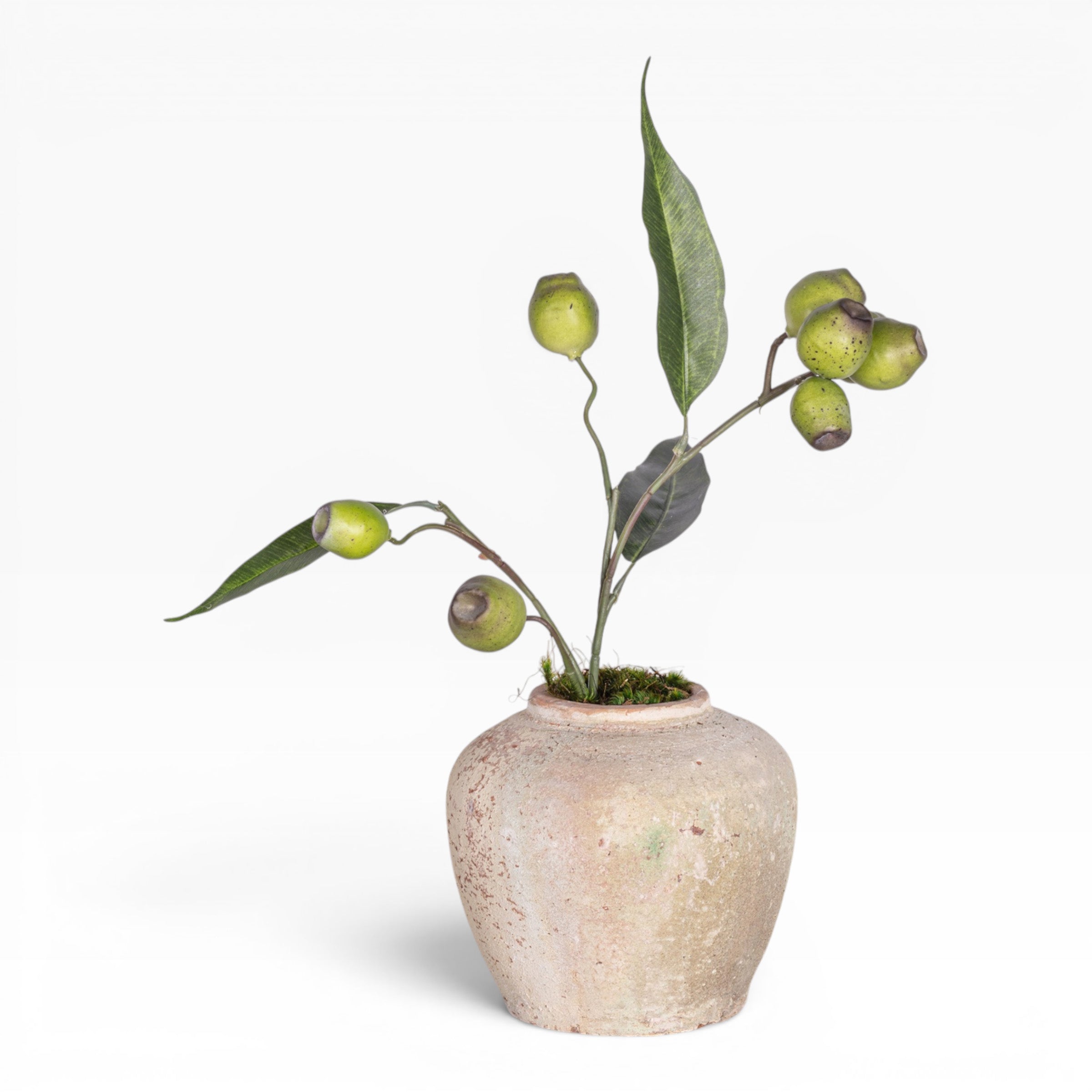 6" Haley Pot with Eucalyptus Seed Arrangement
