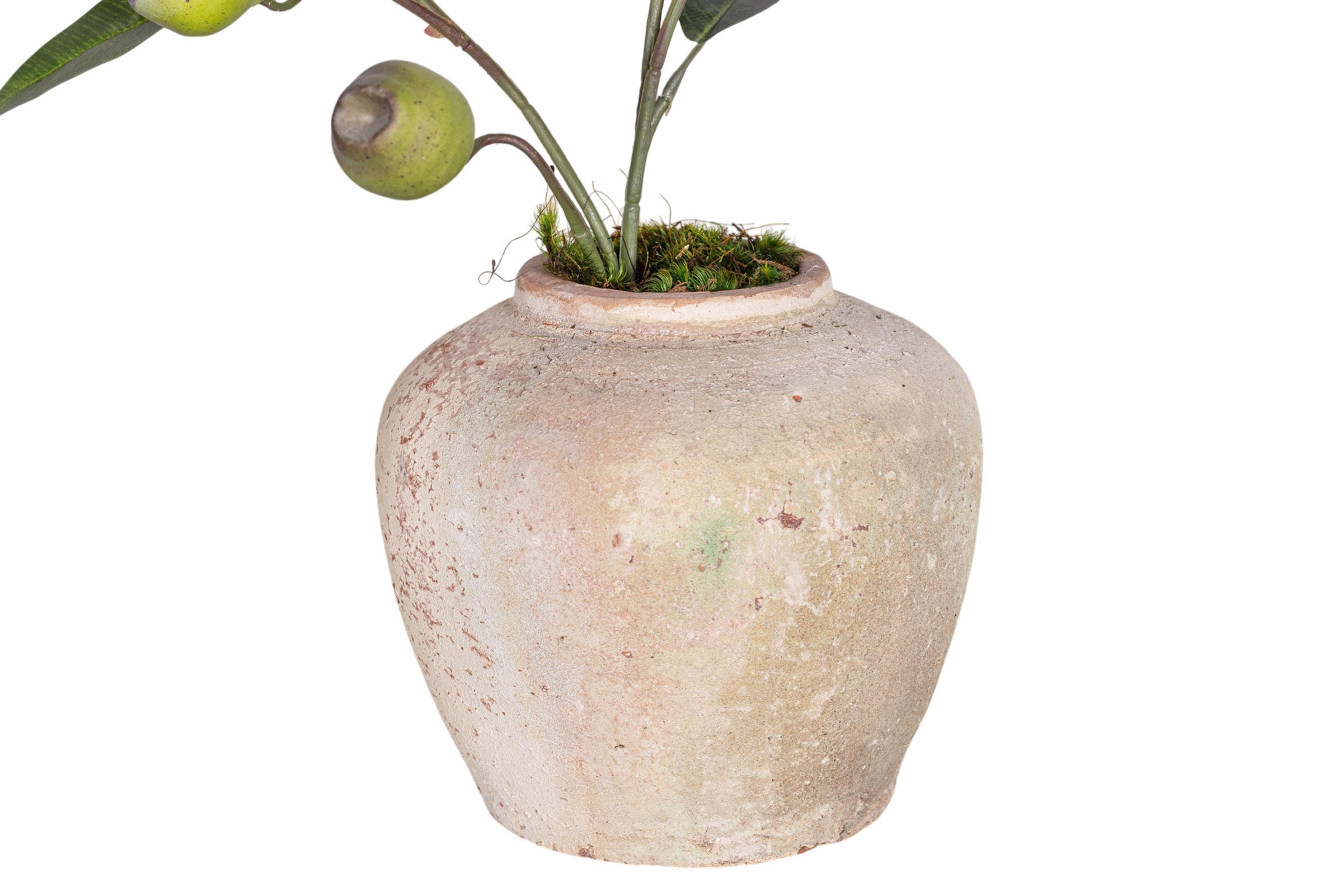 6" Haley Pot with Eucalyptus Seed Arrangement