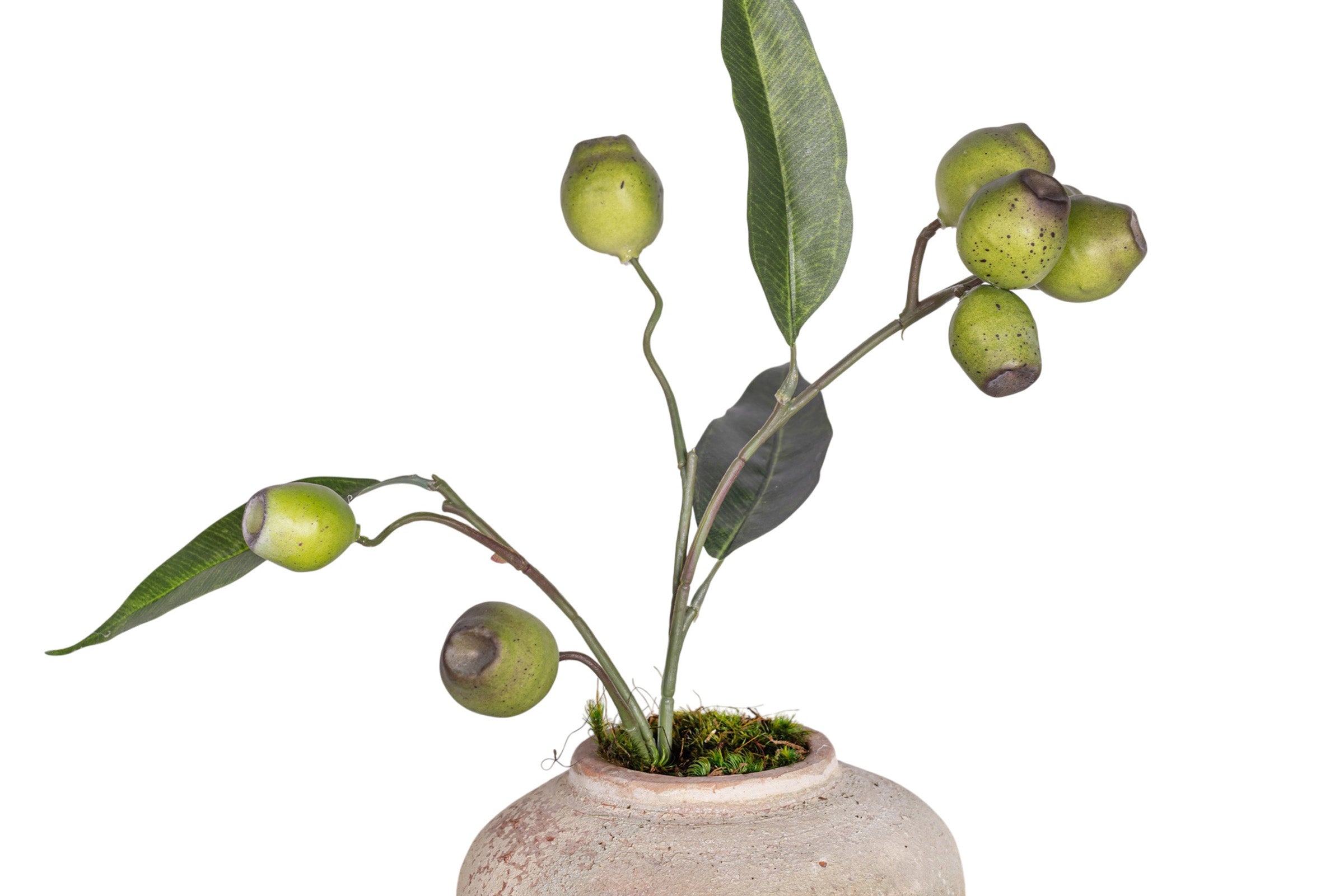 6" Haley Pot with Eucalyptus Seed Arrangement