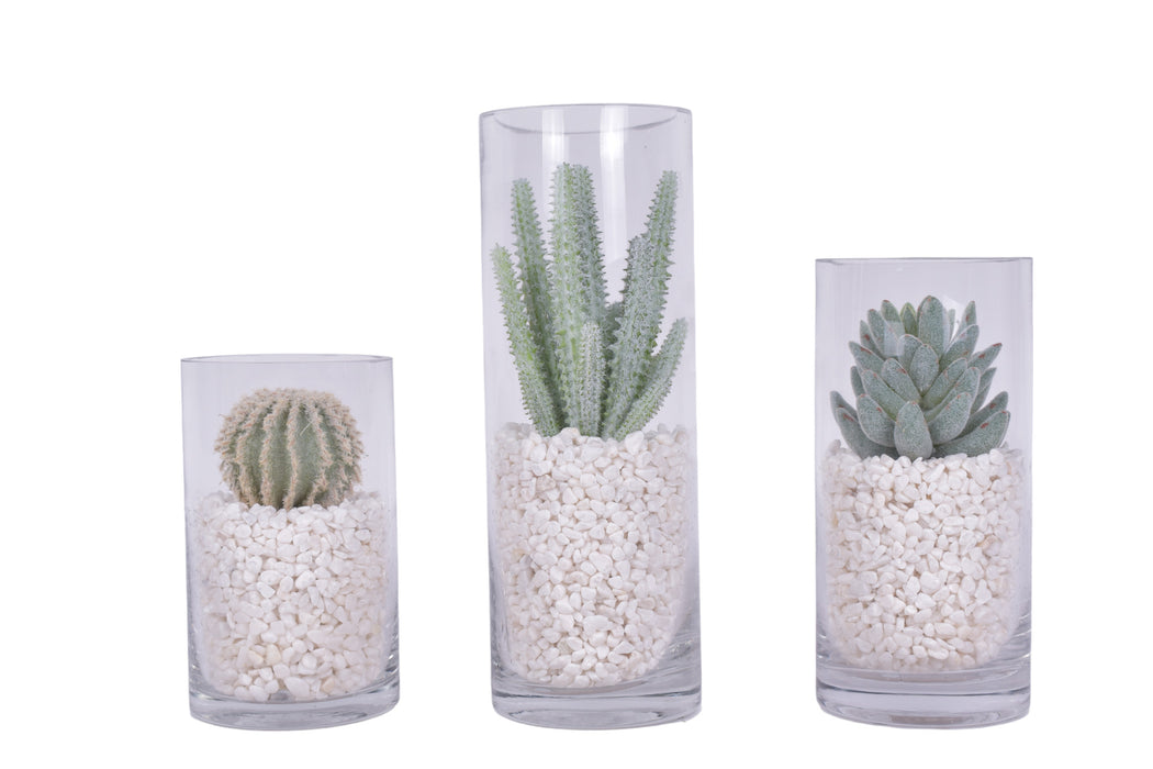 Glass Cylinders with Cactus and White Pebble Arrangements - Set of 3    AR1606