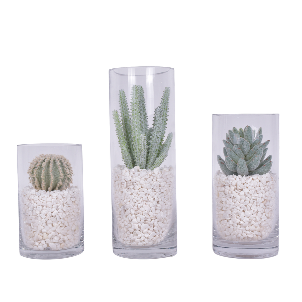 Glass Cylinders with Cactus and White Pebble Arrangements
