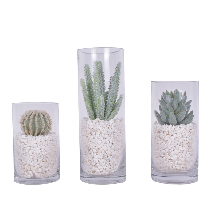 Glass Cylinders with Cactus and White Pebble Arrangements - Set of 3    AR1606