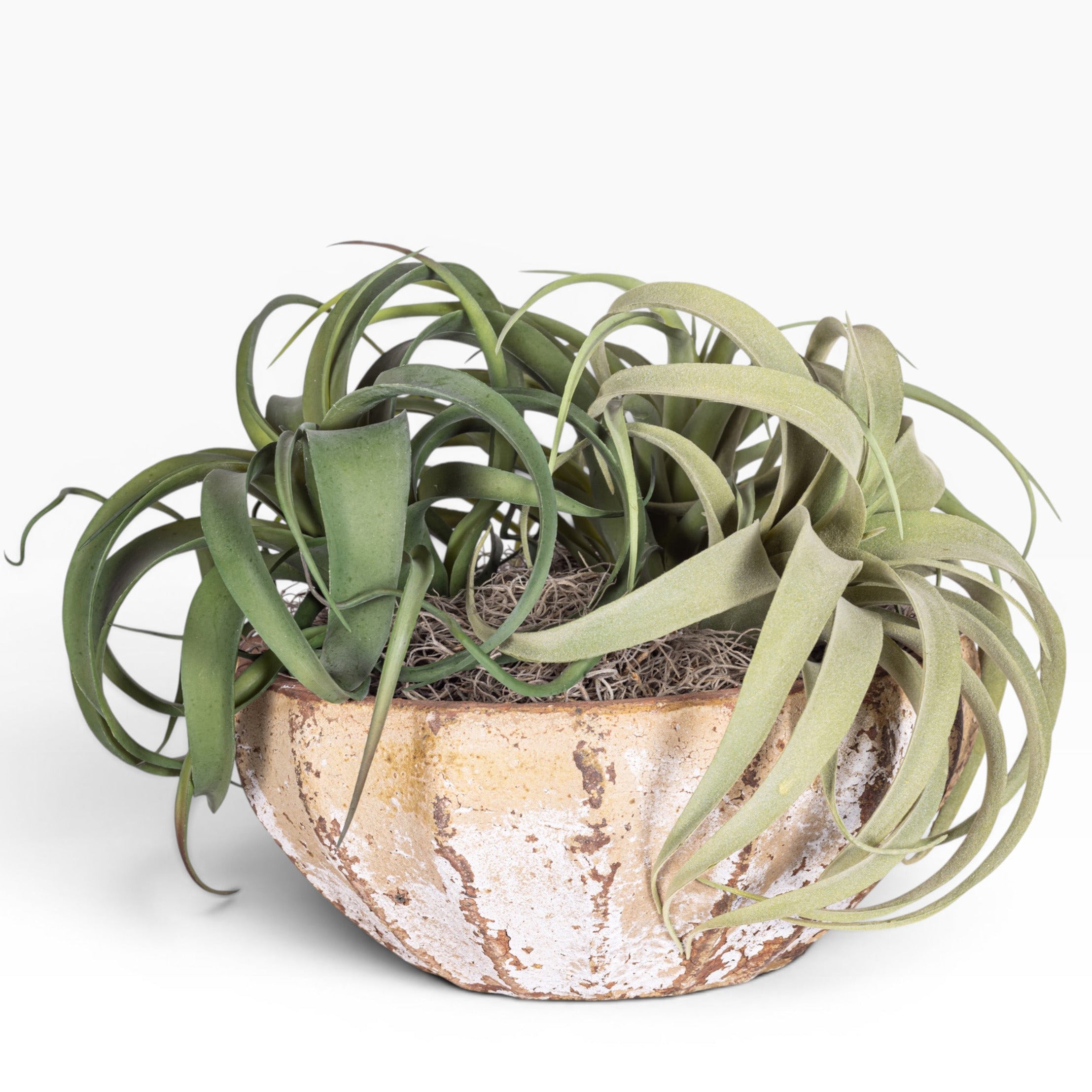 11" Ansel Bowl with Airplant Arrangement