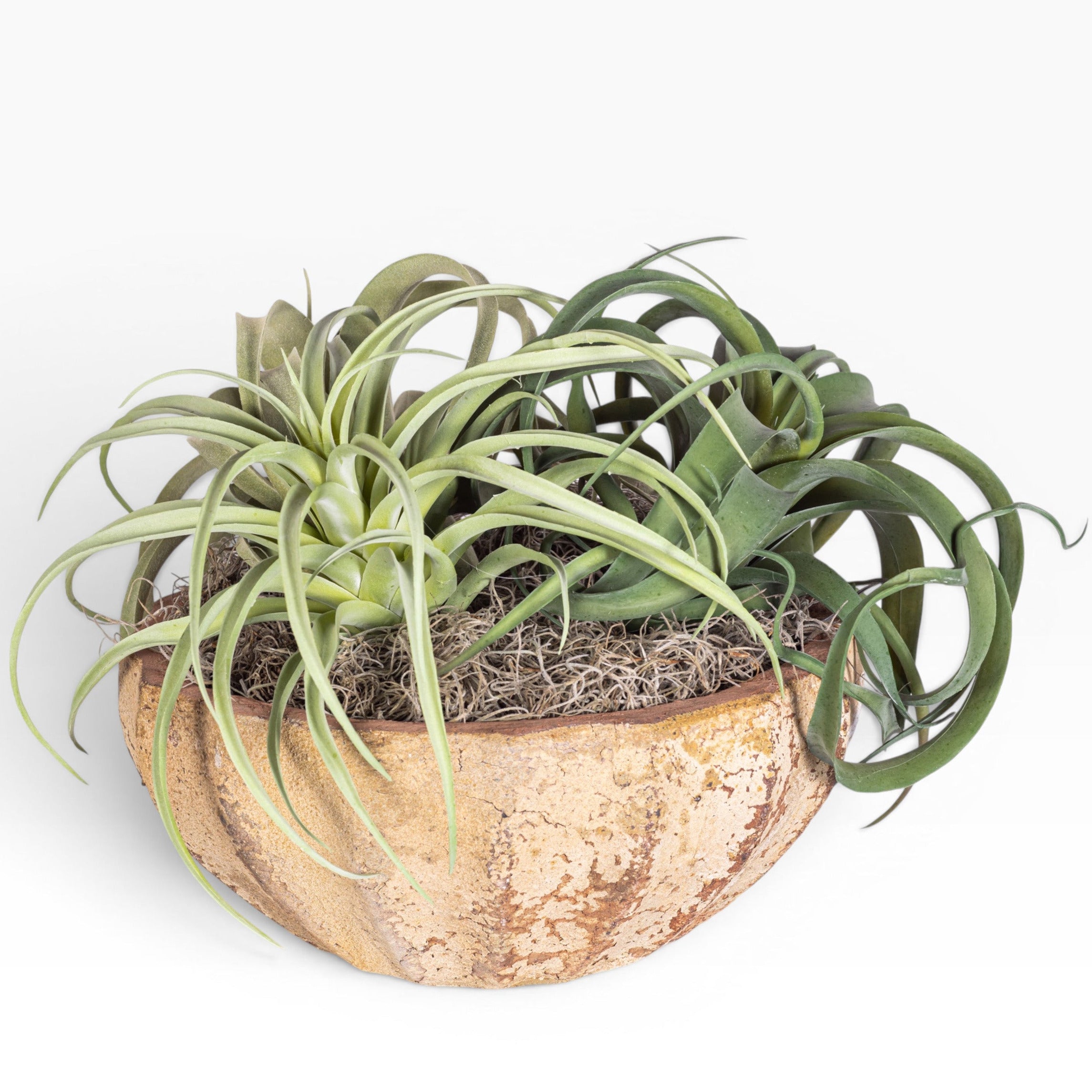 11" Ansel Bowl with Airplant Arrangement