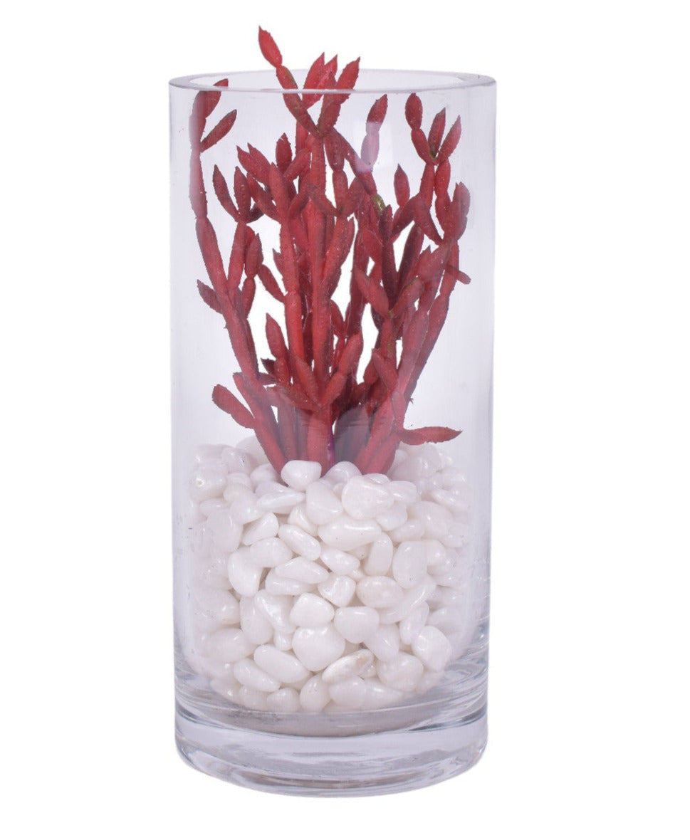 Succulents with White Pebble Arrangements  in Glass Cylinders - Set of 3   AR1684