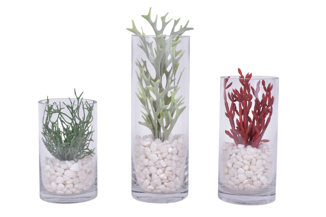 Succulents with White Pebble Arrangements  in Glass Cylinders - Set of 3   AR1684