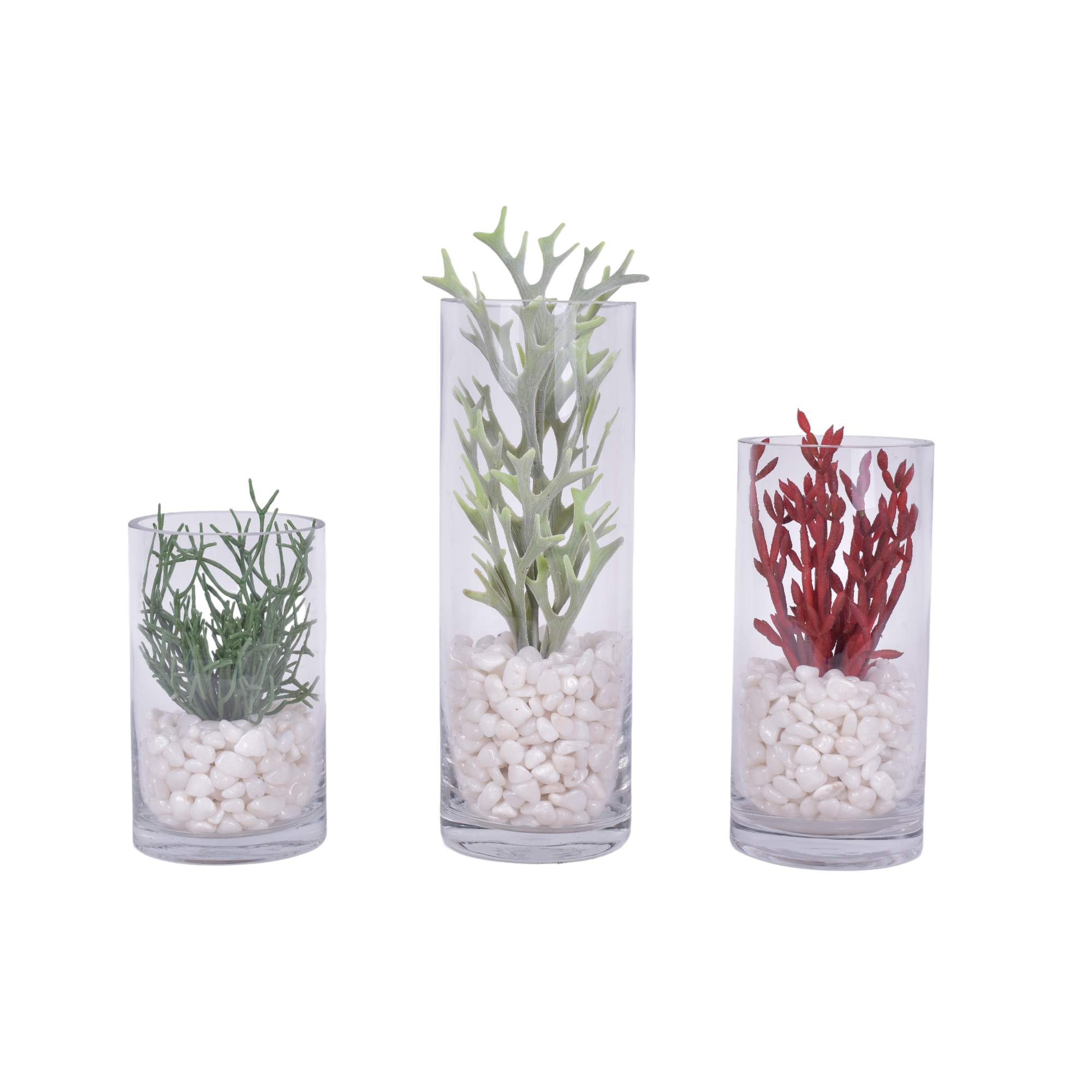 Succulents with White Pebble Arrangements  in Glass Cylinders - Set of 3   AR1684