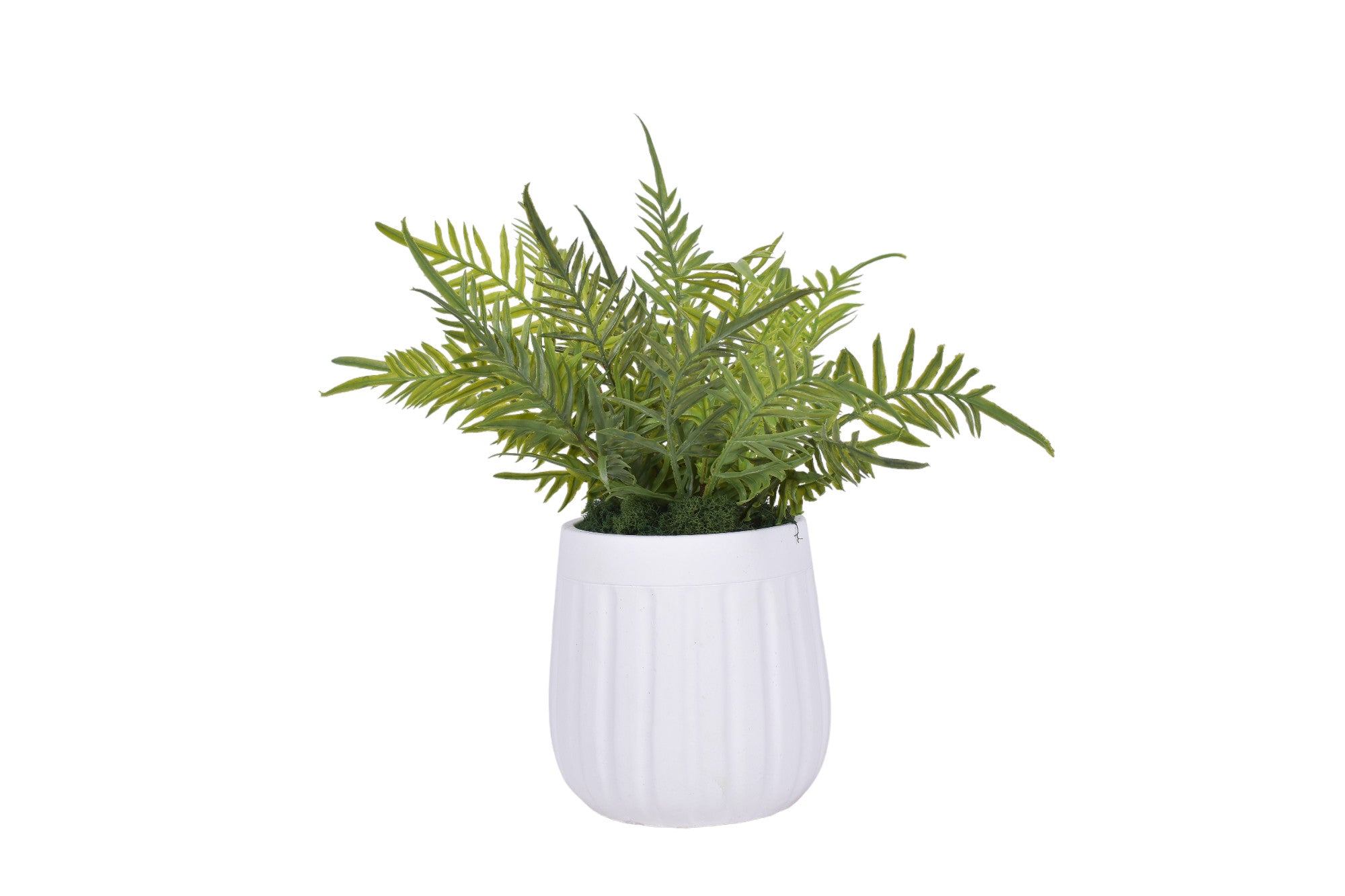 6" Caesar Pot with Fern and Reindeer Moss   AR1696