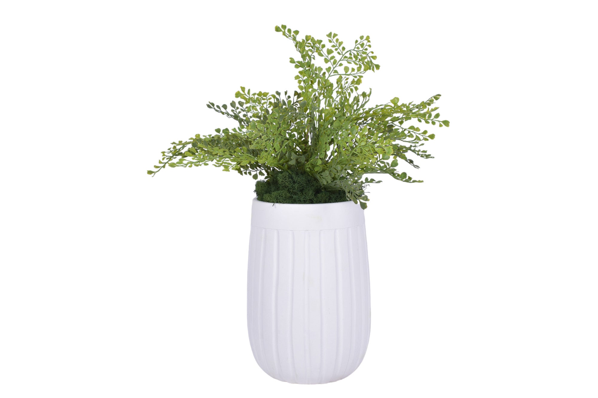 11.5" Caesar Pot with Fern and Reindeer Moss   AR1698