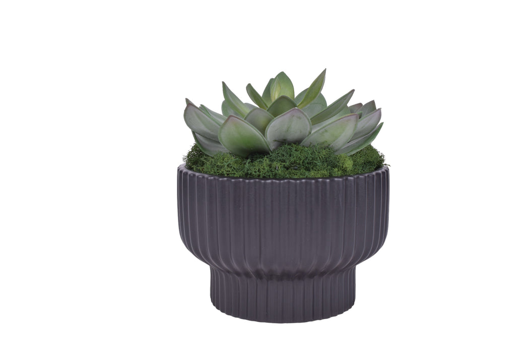 8" Black Wally Pot with Succulent Flower   AR1706