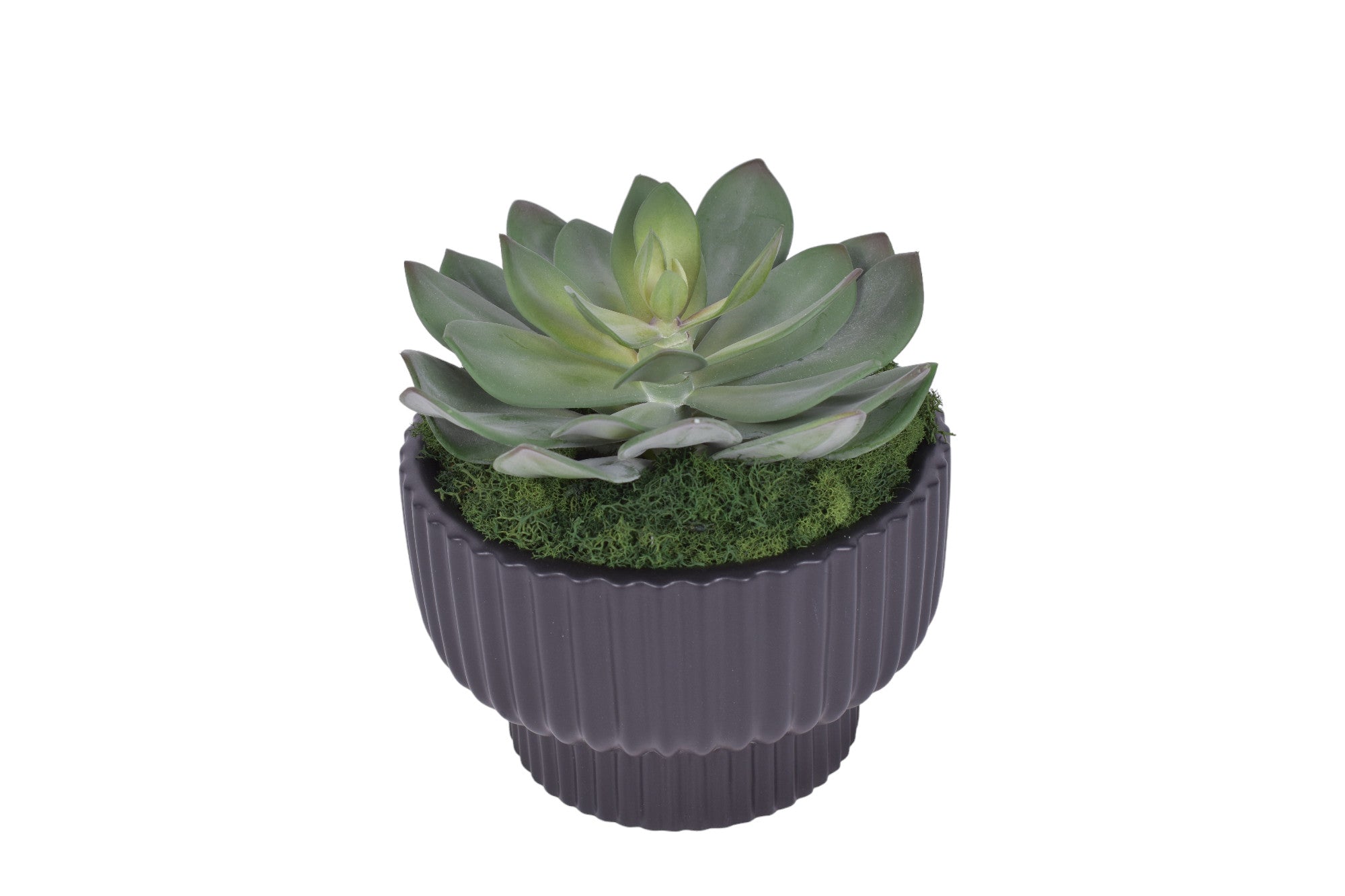 8" Black Wally Pot with Succulent Flower   AR1706