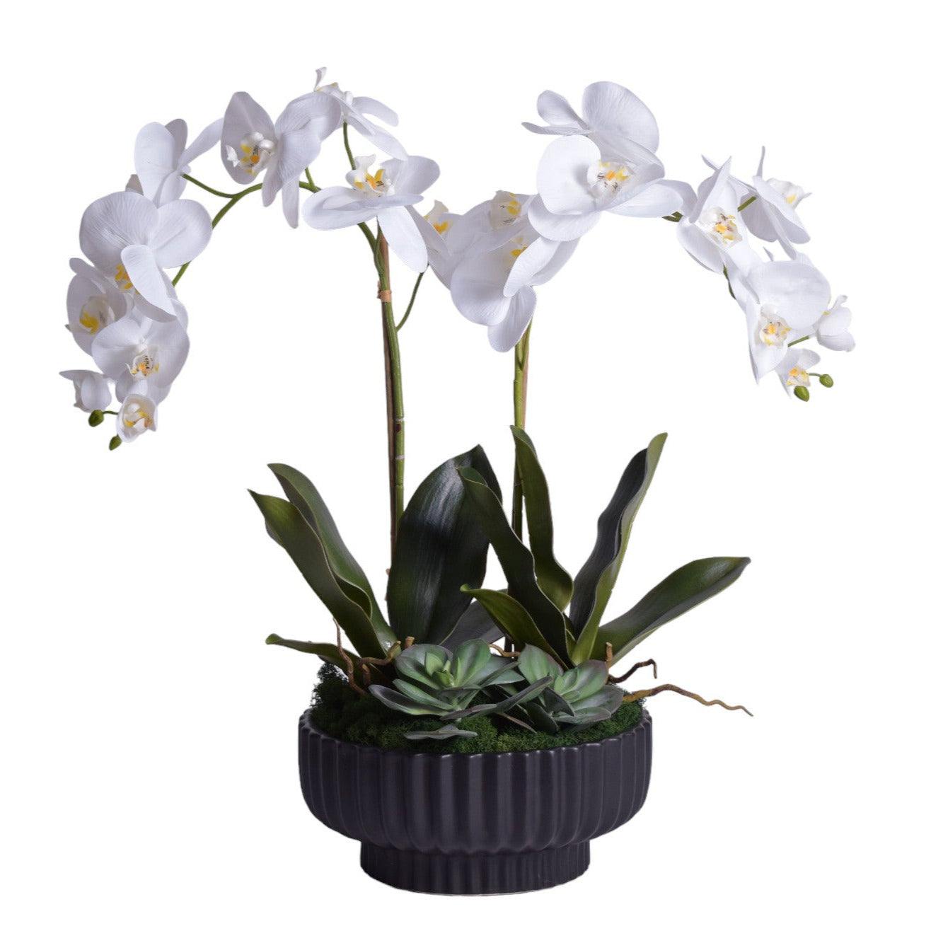 12" Black Wally Pot with Orchid Arrangement   AR1707