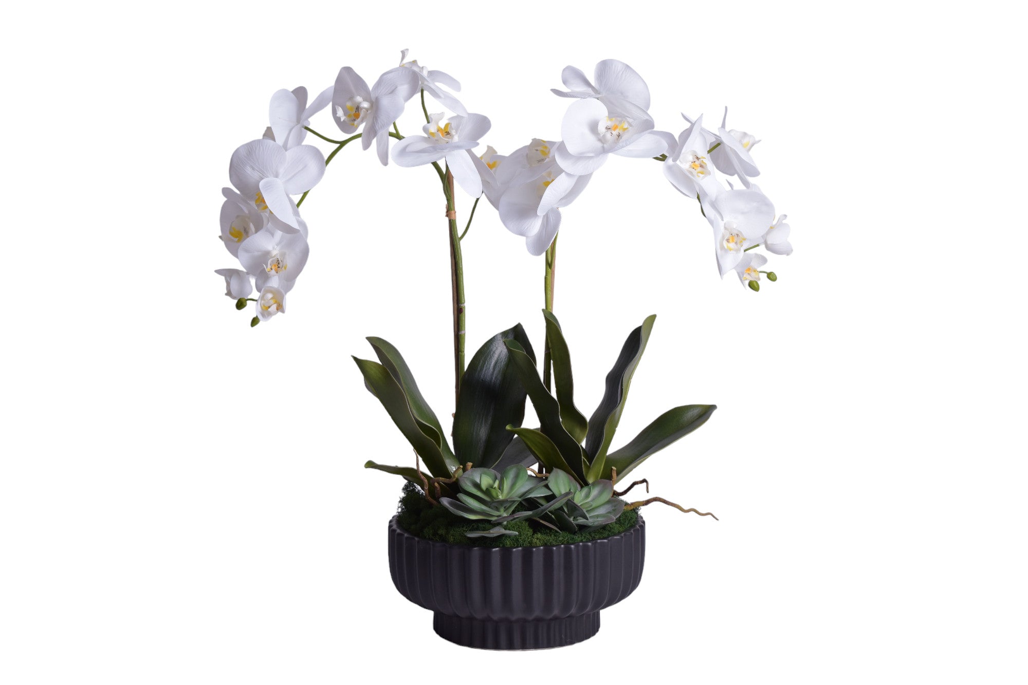 12" Black Wally Pot with Orchid Arrangement   AR1707