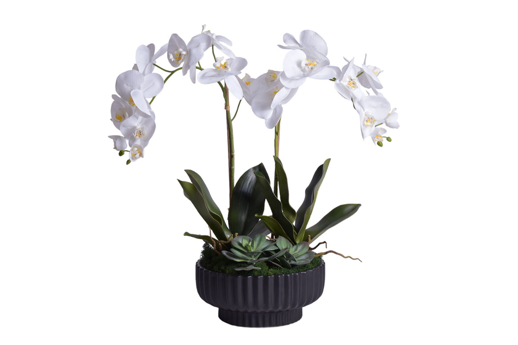 12" Black Wally Pot with Orchid Arrangement   AR1707