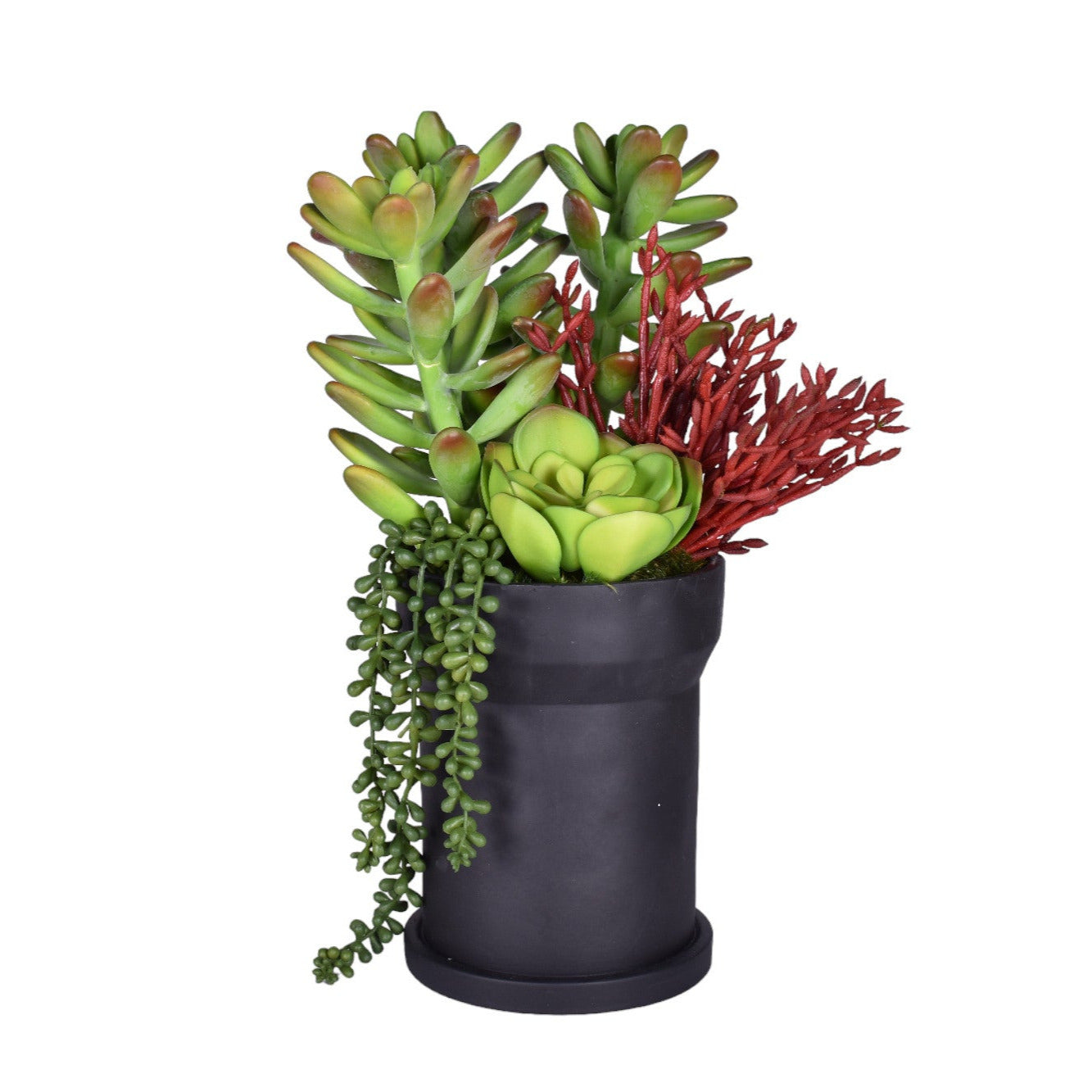 8" Black Rook Pot with Succulents   AR1718
