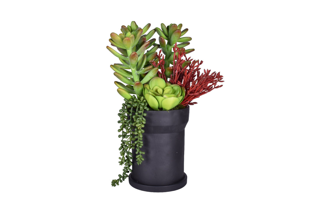 8" Black Rook Pot with Succulents   AR1718