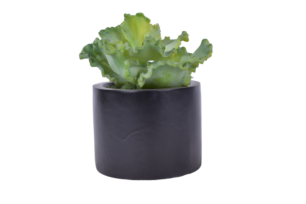 6" Zander Pot with Succulent   AR1720