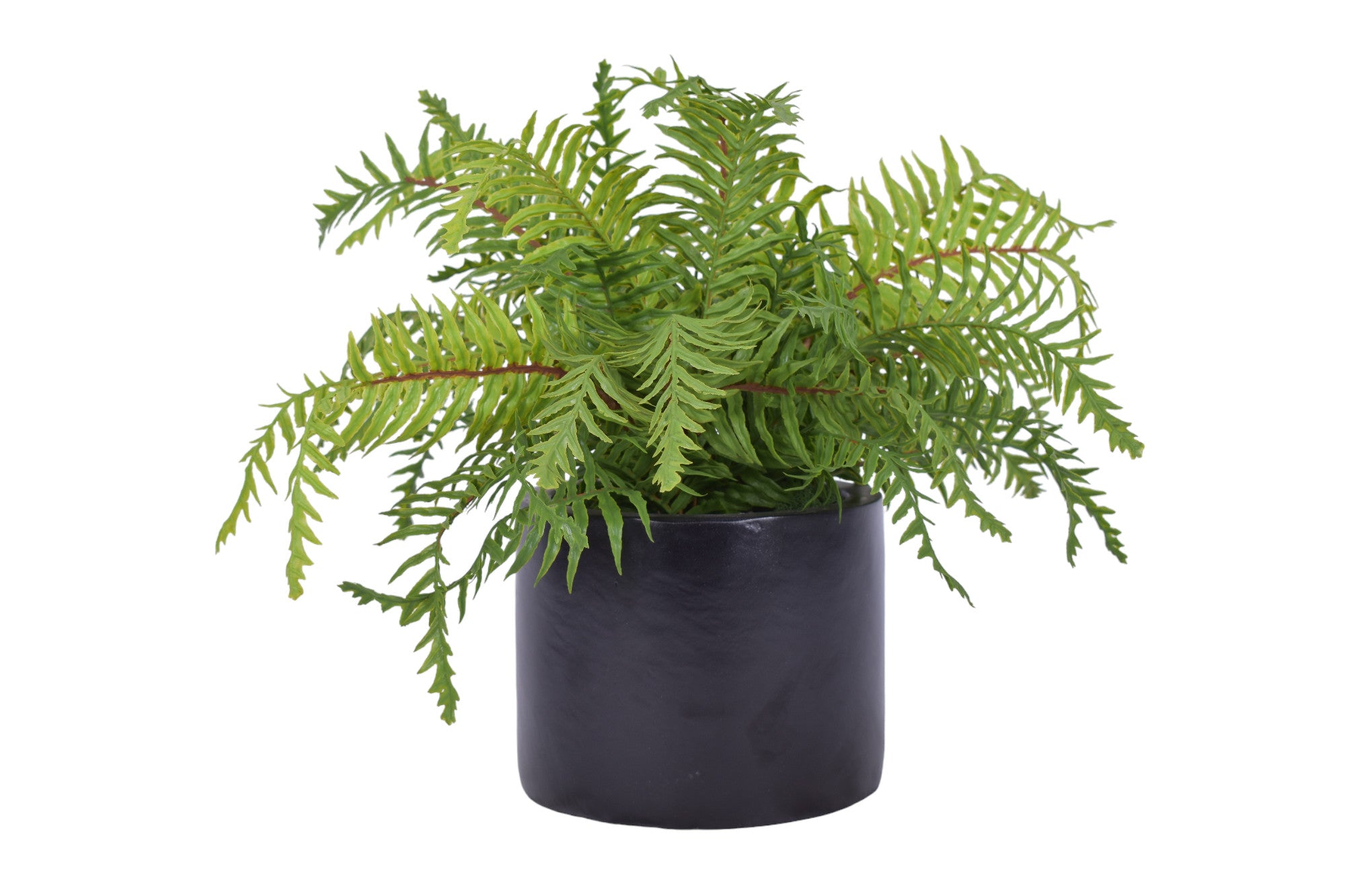 6" Black Zander Planter with Fern   AR1721