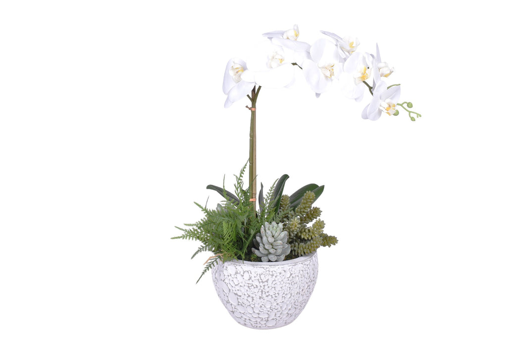 Medium Vienna Pot with Orchid Arrangement   AR1723