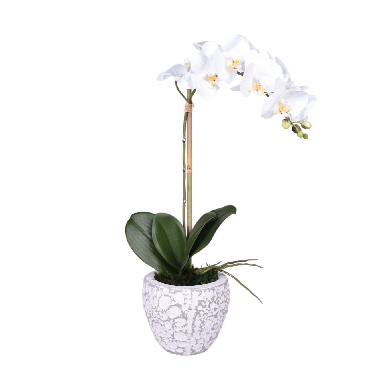 Small Vienna Pot with Orchid Arrangement   AR1724