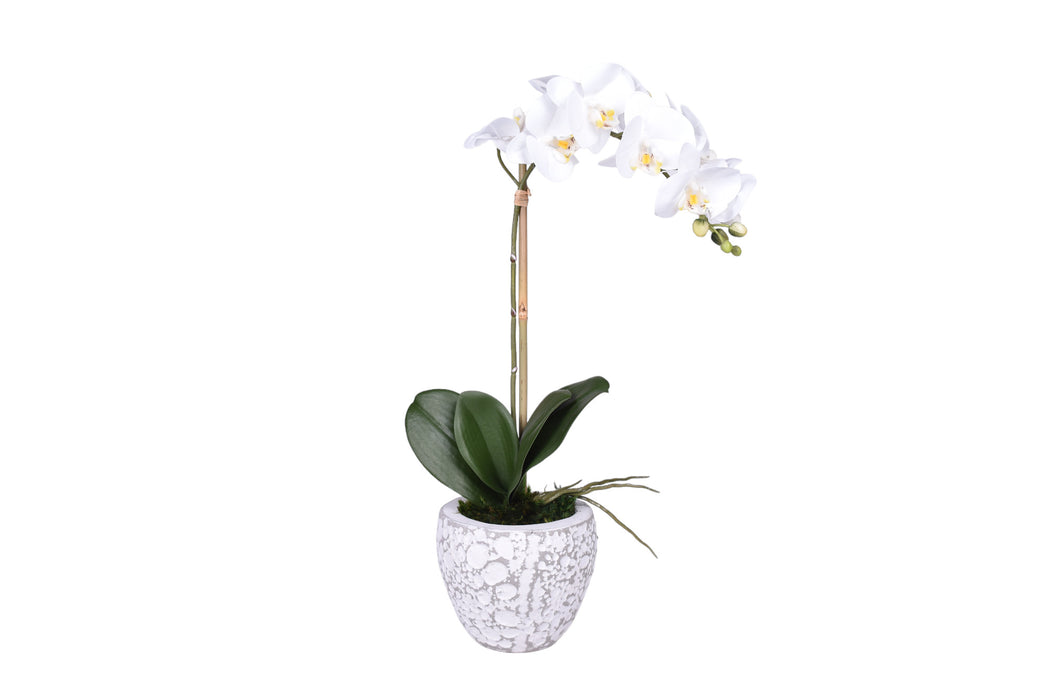 Small Vienna Pot with Orchid Arrangement   AR1724