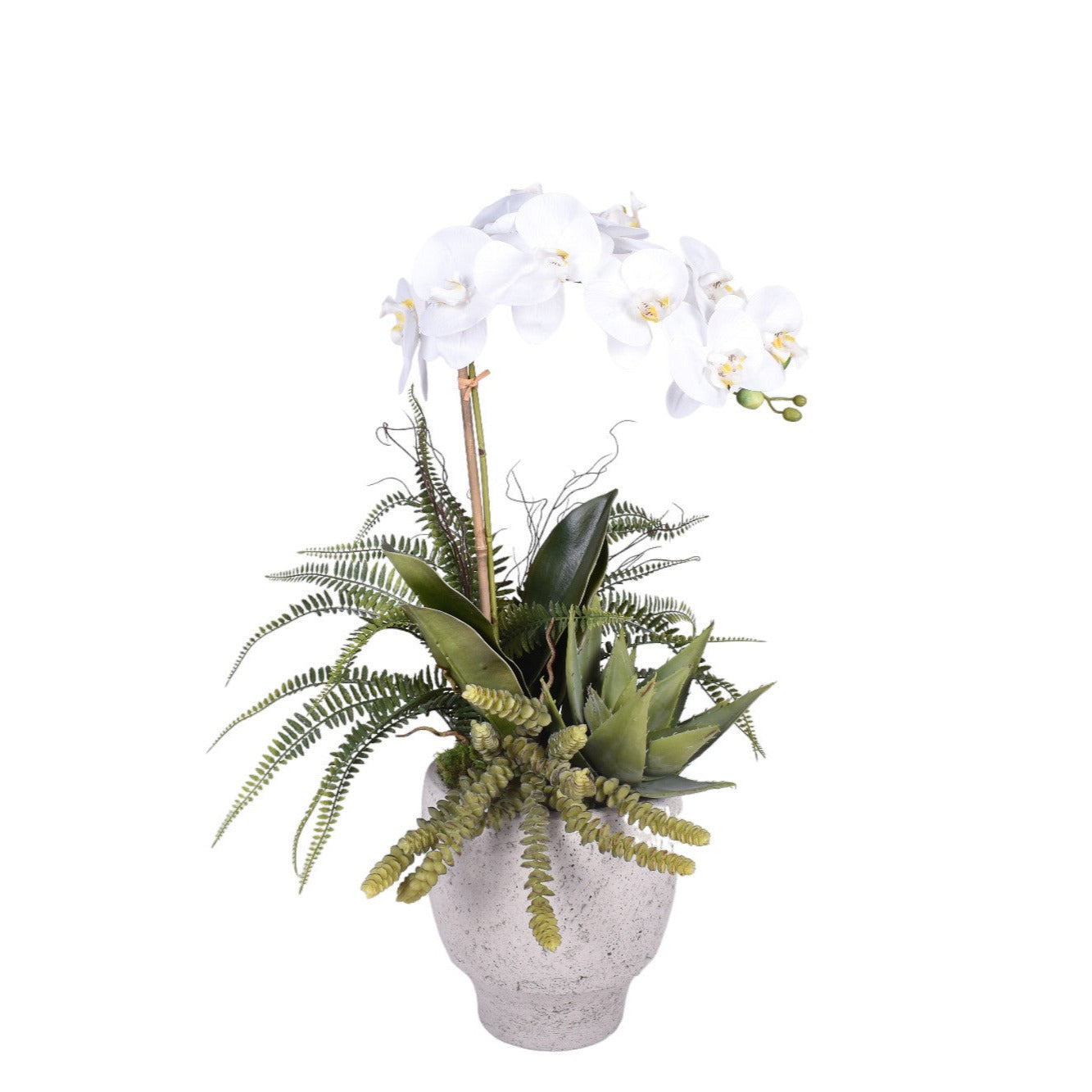 Doja Pot with Orchid and Succulents Arrangement   AR1732