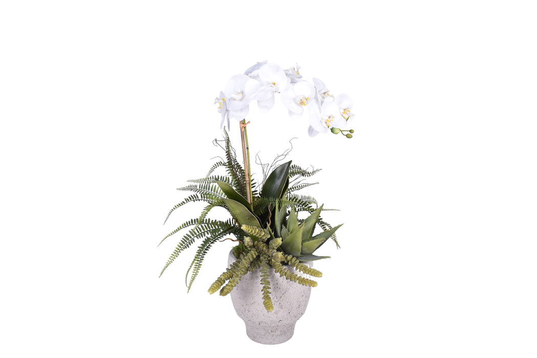 Doja Pot with Orchid and Succulents Arrangment   AR1732