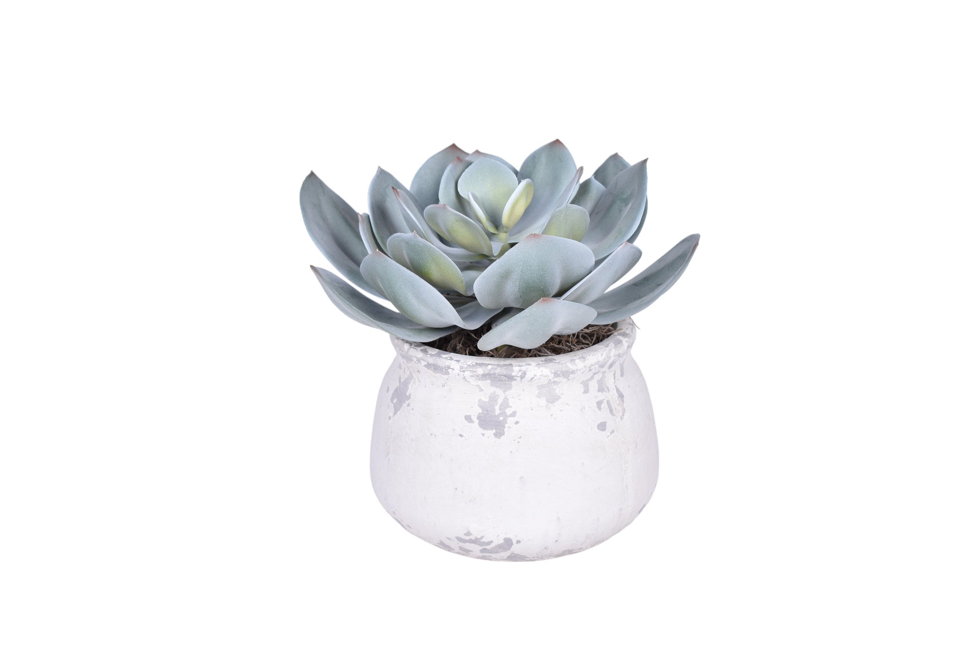 Shabby Pot with Succulent Arrangement   AR1733