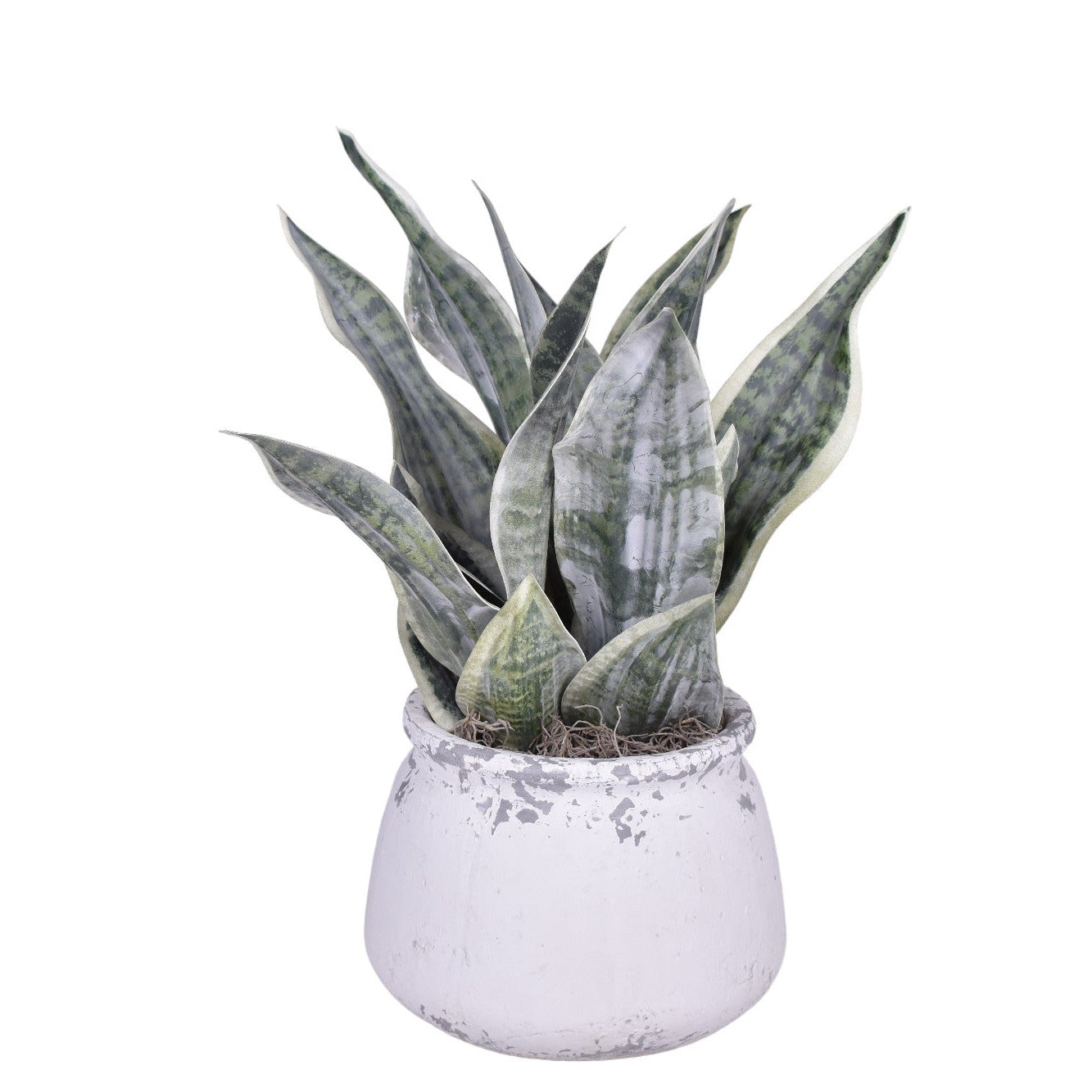 Shabby Pot with Sansevieria Arrangement   AR1734