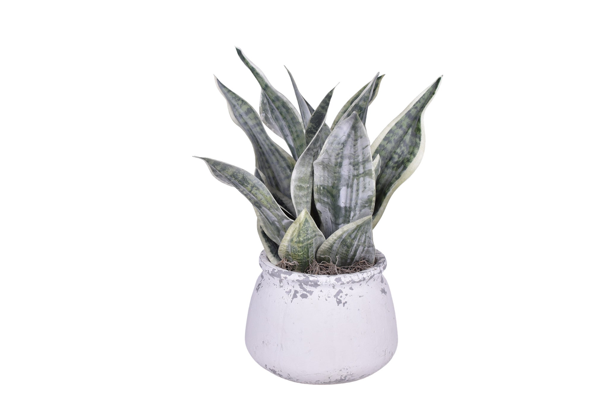 Shabby Pot with Sanseveria Arrangement   AR1734