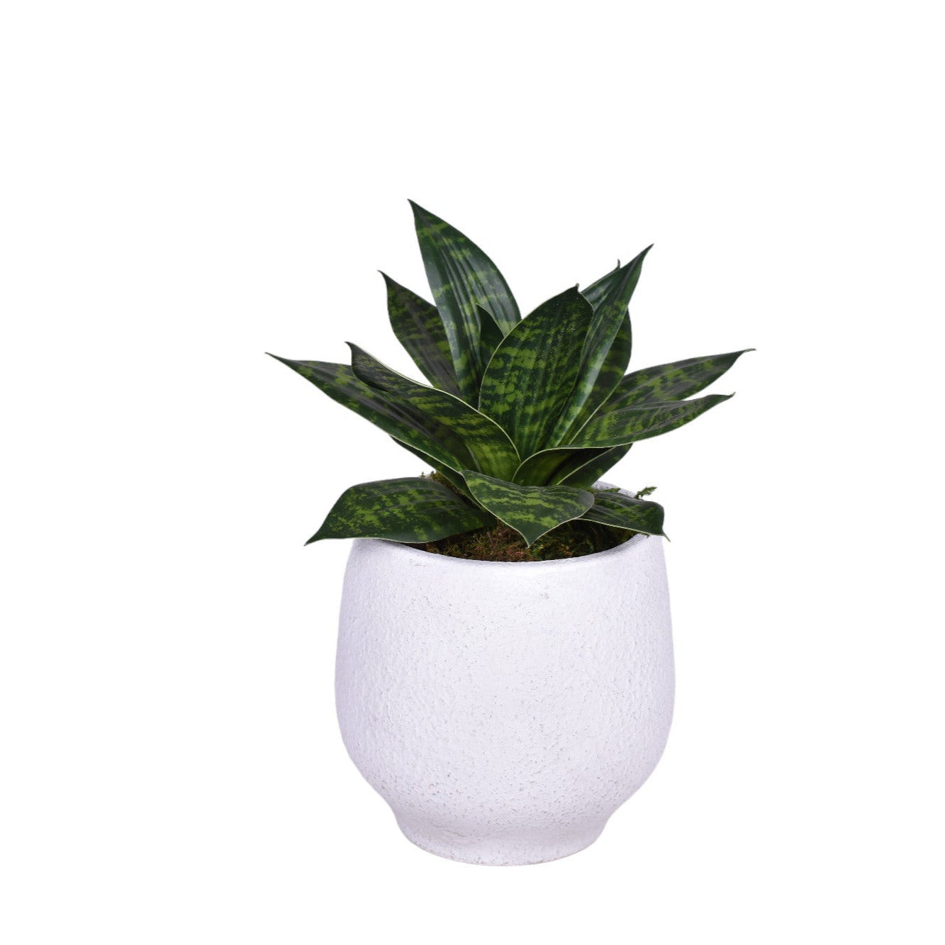 Pati Pot with Sansevieria Arrangement   AR1739