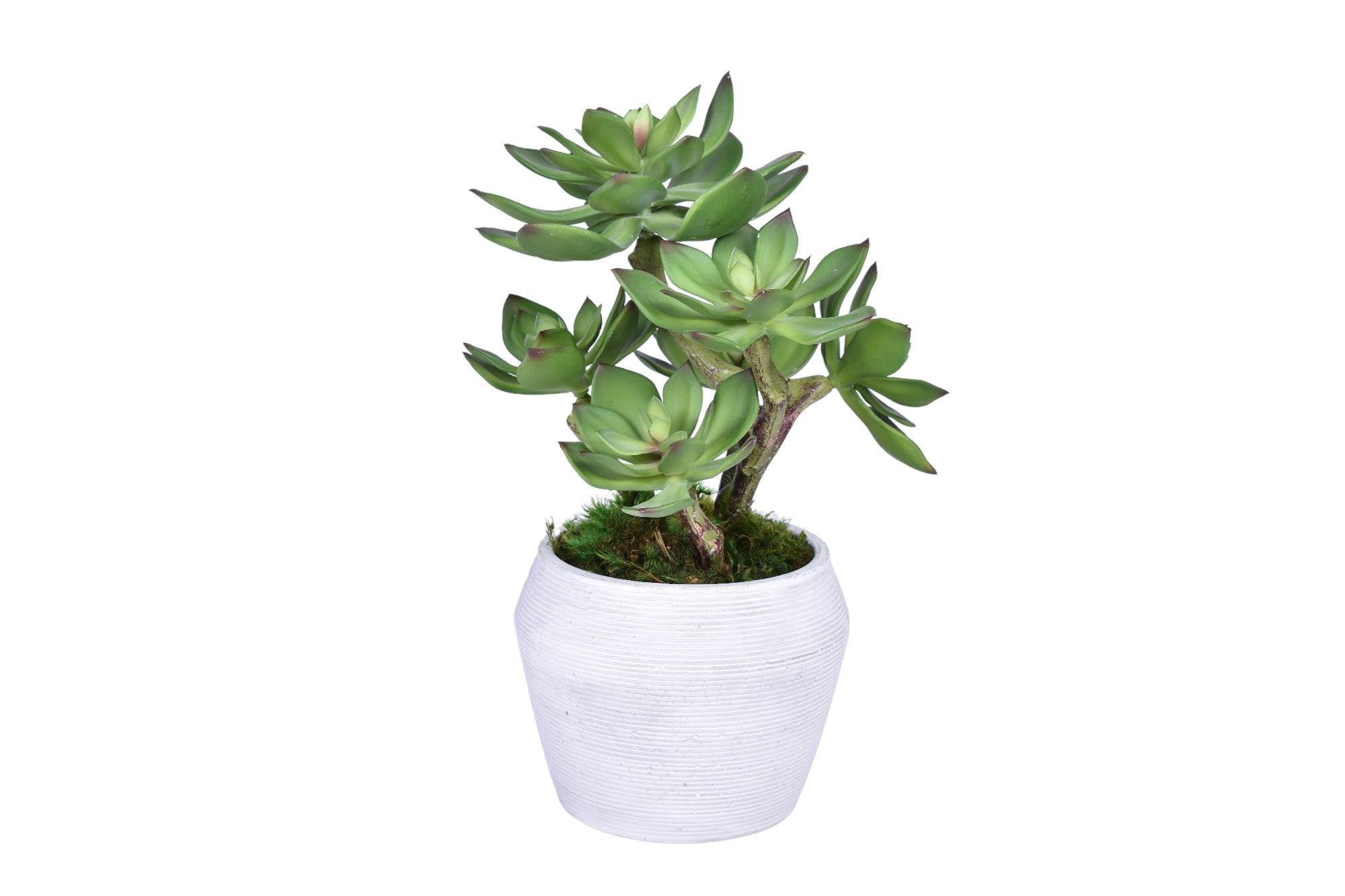 Grayson Pot with Succulent Arrangement   AR1748