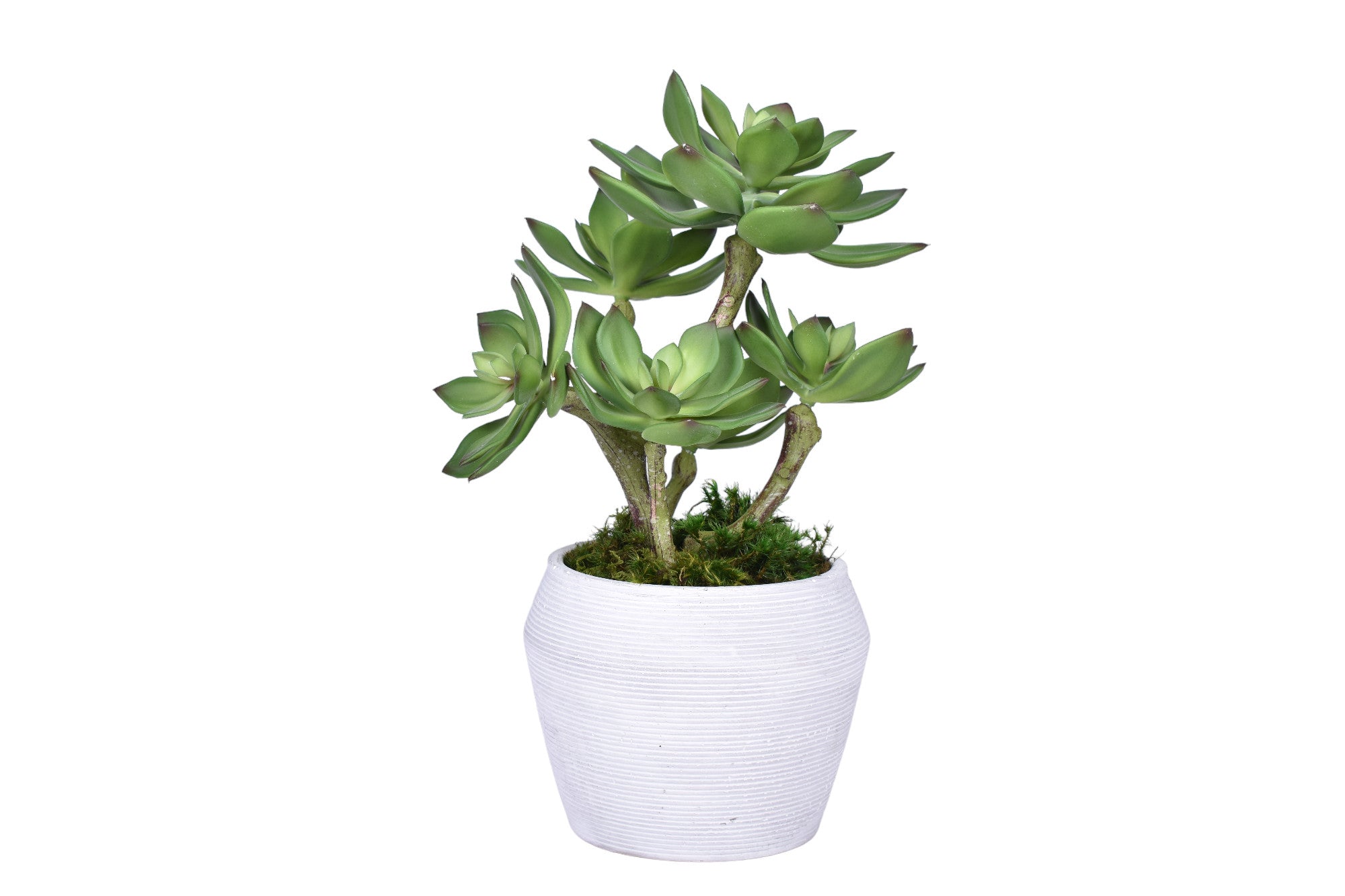 Grayson Pot with Succulent Arrangement   AR1748