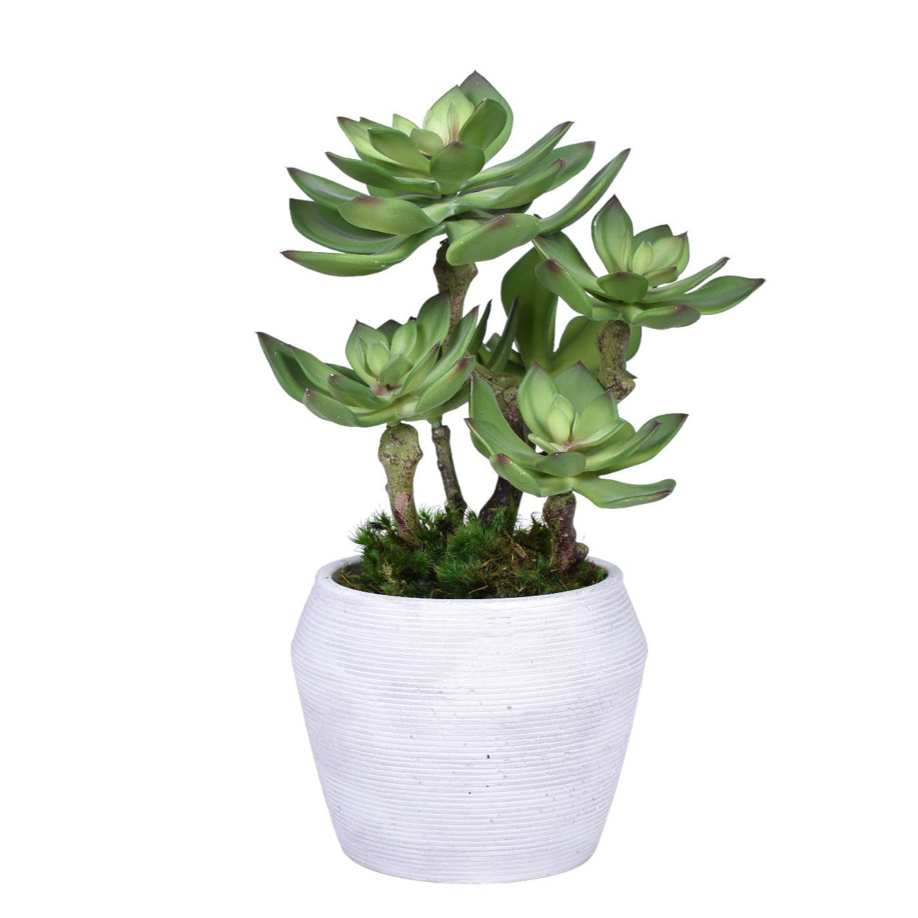 Grayson Pot with Succulent Arrangement   AR1748