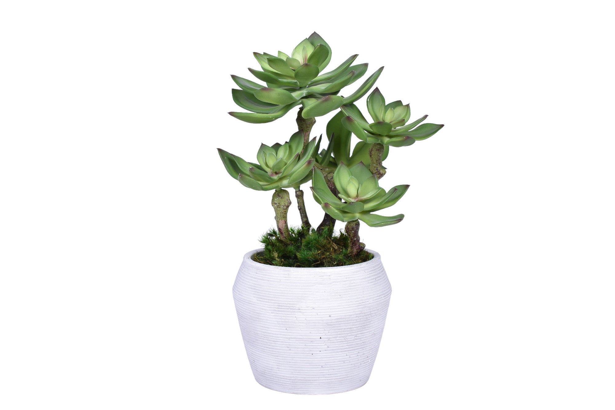 Grayson Pot with Succulent Arrangement   AR1748